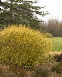 Image result for Yellow Dogwood