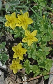 Image result for "Lysimachia anagalloides"