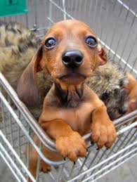 Shopping Cart Puppy Shopping Cart Puppy