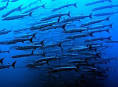 underwater.com.au | image | Lots of Fish