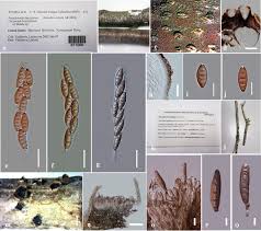 Image result for Ditopellina