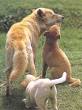Dingos mate between May and
