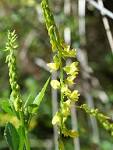 <b>Melilotus</b> officinalis, photo