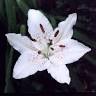 <b>LILIACEAE</b>