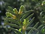 File:<b>Taxus</b>-baccata-renuevos.