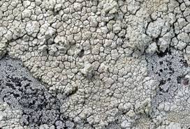 Image result for Lecanora excludens