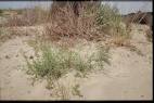 <b>Salsola</b> *
