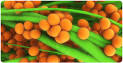 Infektioner & <b>Vacciner</b>