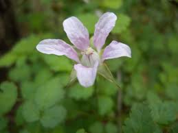 Image result for Rubus oldhamii