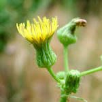 <b>Sonchus</b> asper image