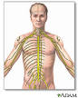 Friedreich's <b>ataxia</b>