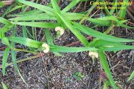 Image result for Commelina gambiae