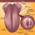 formigam na sua <b>língua</b>.