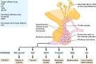 Anterior <b>pituitary hormones</b>.