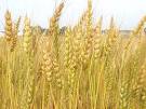 wheat pronunciation