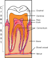 <b>Dentin</b>