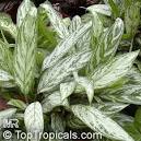 Aglaonema sp., Chinese Evergreen - TopTropicals.