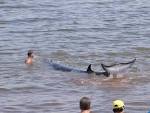 Whale led back into deep waters off South Amboy after nearly ...