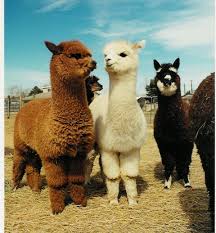 Alpaca Inc, or better called Alpaca Inc, or better called