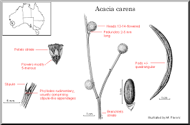 Image result for "Acacia carens"