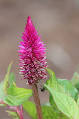<b>Celosia</b>