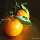 Honey mandarin orange products,China Honey mandarin orange supplier