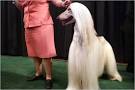 at Westminster Dog Show at