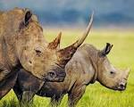 Animal Wildlife Picture Two Rhinos Wallpaper | Animal Pictures