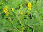File:<b>Melilotus</b> indicus