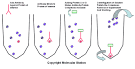 <b>immunoprecipitation</b>