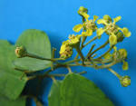 <b>Malpighiaceae</b>.jpg