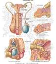 <b>Sexually Transmitted Diseases</b>: Gonorrhea in the Male - Netter