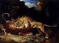 Tiger versus lion - Wikipedia, the free encyclopedia