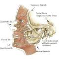 The <b>nerve</b> that is <b>injured</b> with