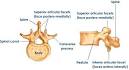 The fifth <b>lumbar vertebra</b>