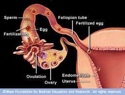 see how oviduct is functioning for women reproduction 