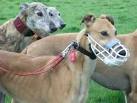 Adopted Greyhounds of Greyhoundhilfe Deutschland