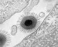 World's largest virus proves giants came from cells - life - 10 ...