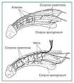 and <b>Urologic Diseases</b>