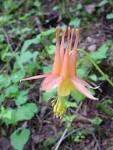 <b>Aquilegia</b> desertorum, photo