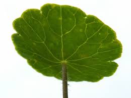 Attēlu rezultāti vaicājumam “Hydrocotyle vulgaris leaf”