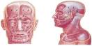<b>headache disorders</b>: