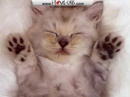 St. Augustine Humane Society to hold “Pawtini Hour” fundraiser on Oct. 13