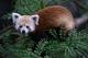 Red panda missing: Rusty the panda is found