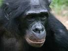 bonobo pronunciation
