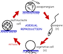 Diagram illustrating asexual