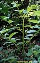 Gato (<b>Uncaria</b> tomentosa)