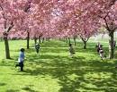 The National CHERRY BLOSSOM FESTIVAL annually... - The Land of the ...
