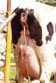 <b>Retained placenta</b> in cattle