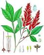<b>Quassia</b>